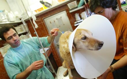 Conta do veterinário vai dar mais descontos no IRS 