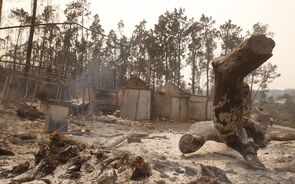 “A reforma estrutural da floresta é um trabalho para a próxima década”
