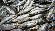 Apreendidas mais de três toneladas de sardinhas pescadas acima da quota