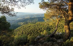 Quatro concelhos de Faro e um de Portalegre em risco máximo de incêndio