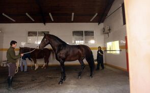 Vila Galé investe 8 milhões para ter hotel em 2020 na Coudelaria de Alter