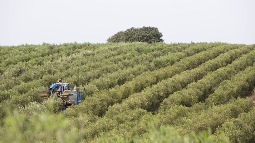 O olival superintensivo é o espelho estilhaçado do país  