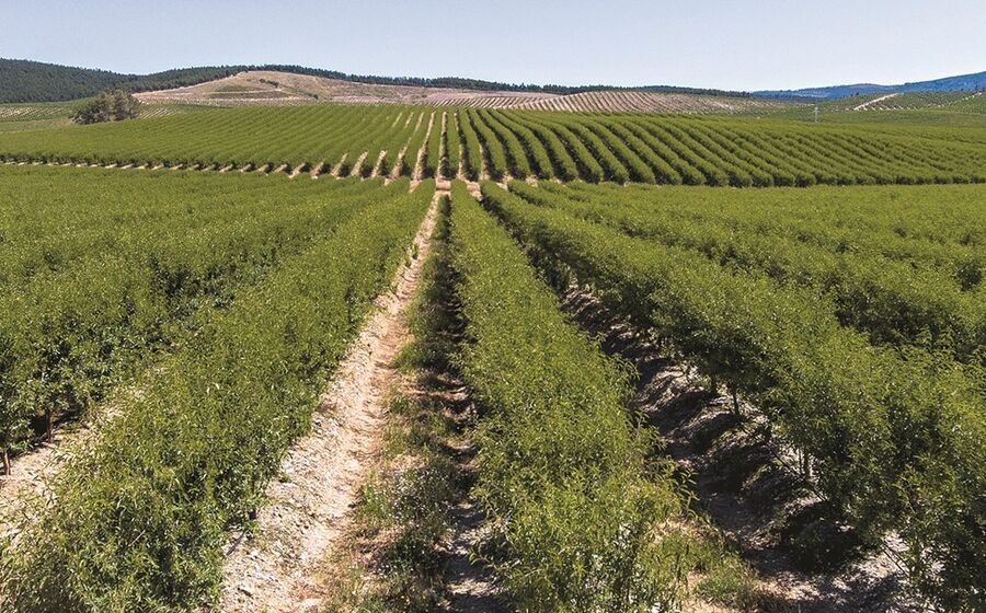 A Veracruz tem cerca de mil hectares de amendoal plantados em Idanha-a-Nova, Fundão e Castelo Branco.